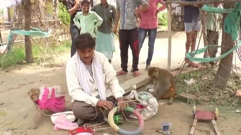 Funny Animal : Monkey Dance Video Just like Humans