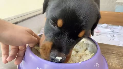 Make your dog diet food from home.