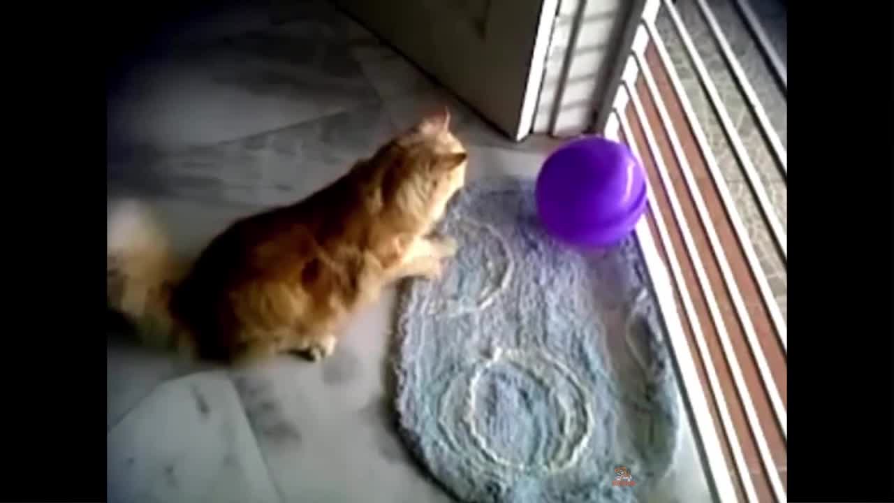 Cat Reaction to Playing Balloon -very funny 😂