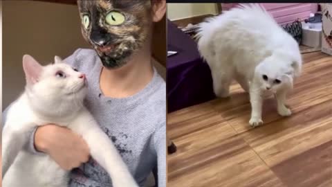Funny Animals Compilation You Will Love _ #cats and #dogs