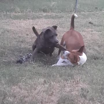 Holes and Ropes Claire Bear Wants It All