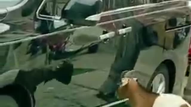 Cute pets doing funny things