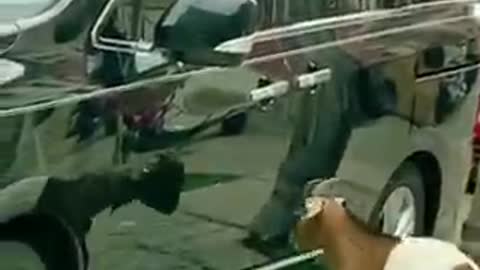 Cute pets doing funny things