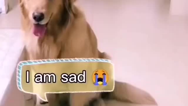 The retriever does not give sadness