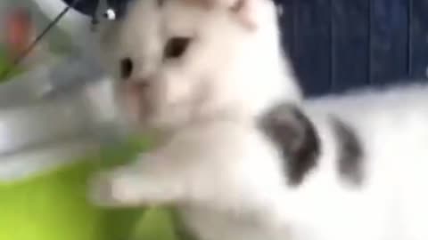 Funny cat videos.