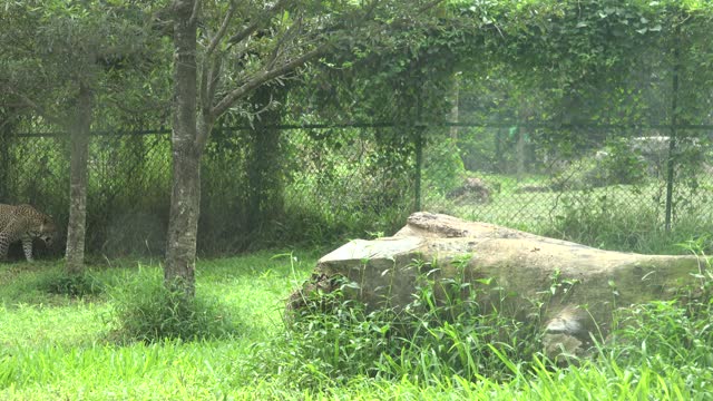 Sri Lankan leopard