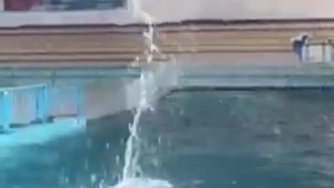Dolphin🐬Jump|Instagram_World|#shorts_#youtubeshorts_#trending_#viral