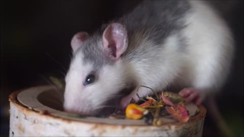 Rat Rodent Meal Feed Food