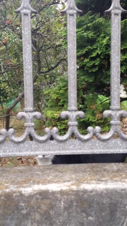 CAT NOT SAYING MEOW IN JAPAN