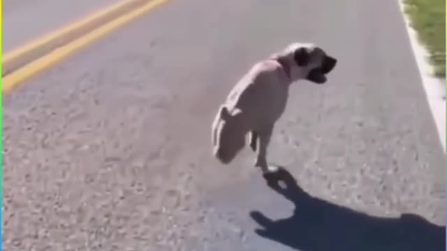 Dog was walking on two legs painful vidoe 2022