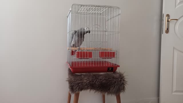 African gray Coco parrot imitates sounds