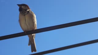 Female Bird gets Cleaned On High Wire