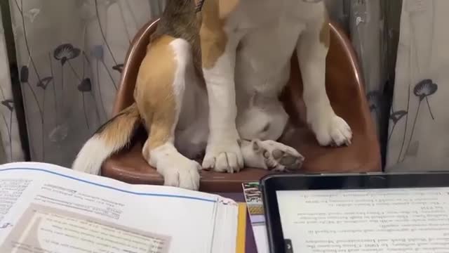 Dog reading the books