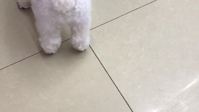 Funny mischievous images about poodle dogs