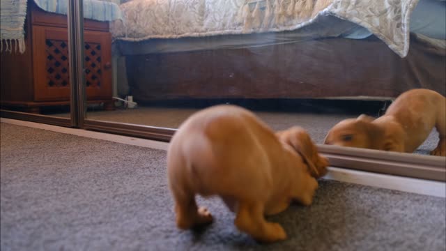 A dog fights with its reflection.
