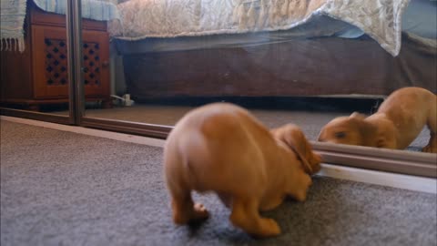 A dog fights with its reflection.