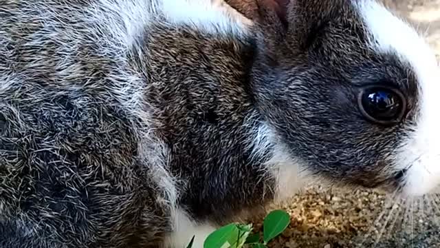 💖🐰🐇Adorable Baby Rabbit🐇🐰💖