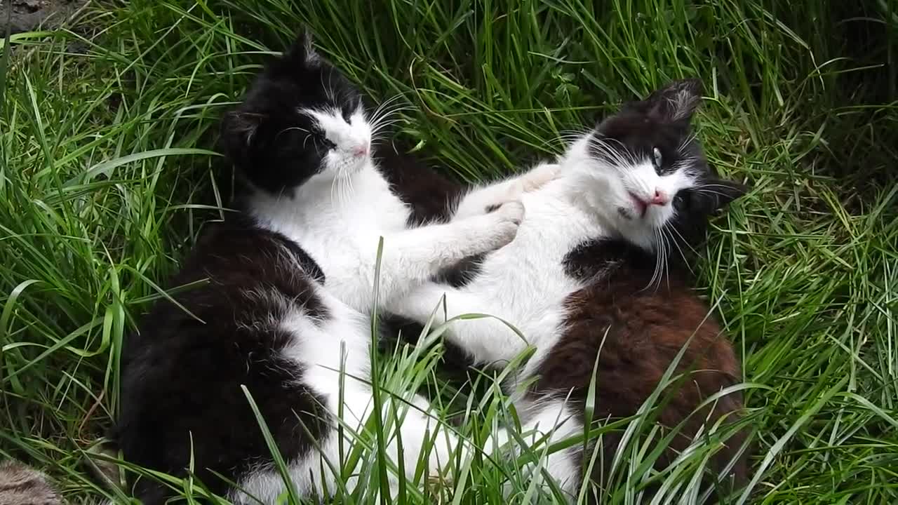 2 cats playing in the garden