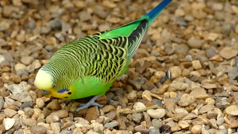 See how budgies eat