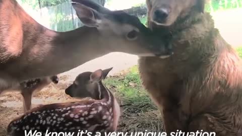 Golden Retriever and Deers have a best friends.