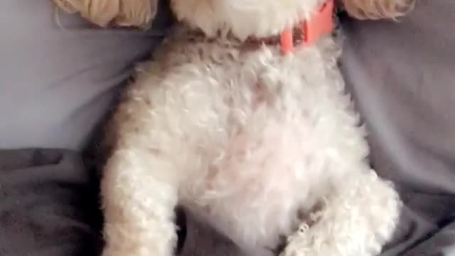 White dog on grey bed under covers