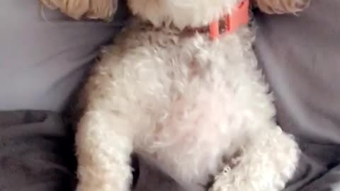 White dog on grey bed under covers