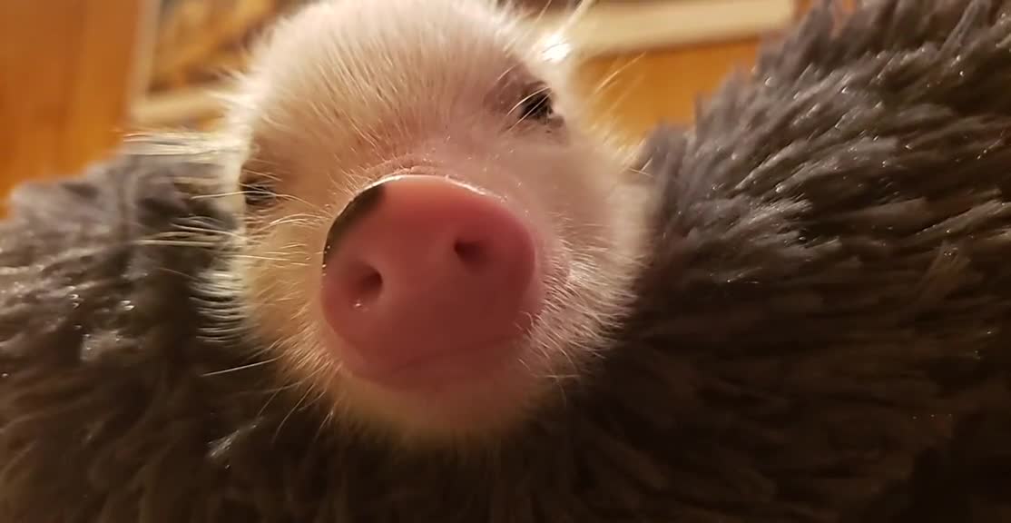 🐷🐽