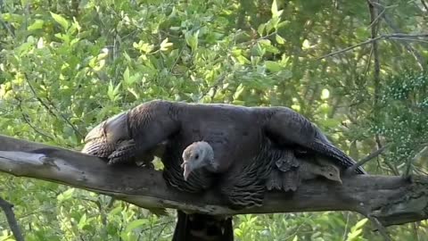 A female wild turkey in a wonderful shot while embracing her chicks on a branch.