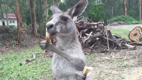 Large baby kangaroo barely fits in mom's pouch