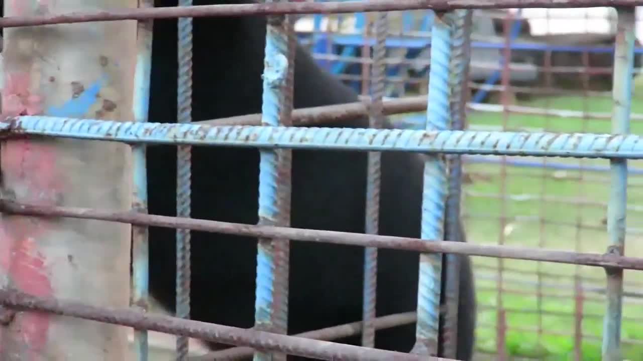 Asian Panda drinks from bottle.