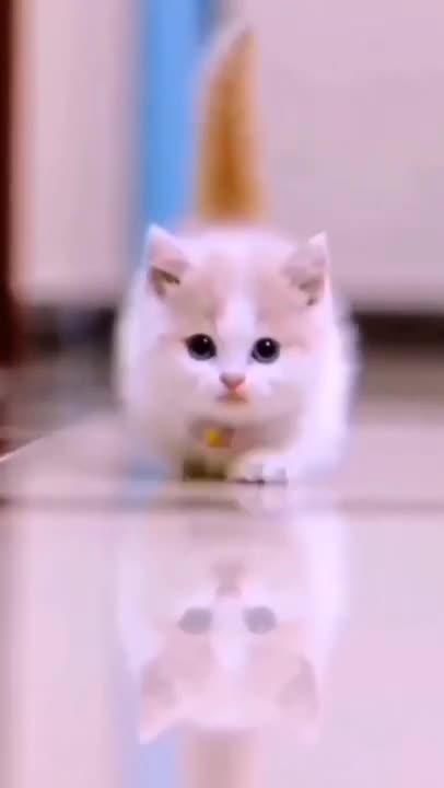 so cute cat 🐈