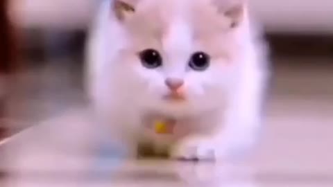 so cute cat 🐈