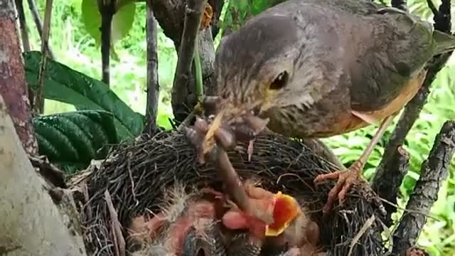 Mother Bird Gives Food to Her Child