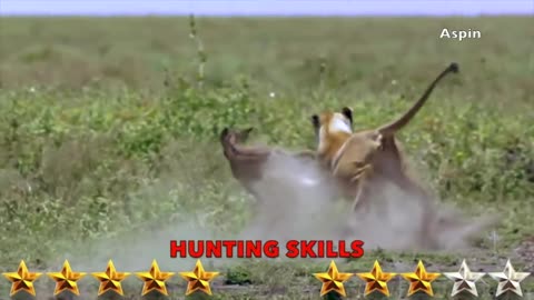Lion VS Tiger Tiger VS Lion Aspin