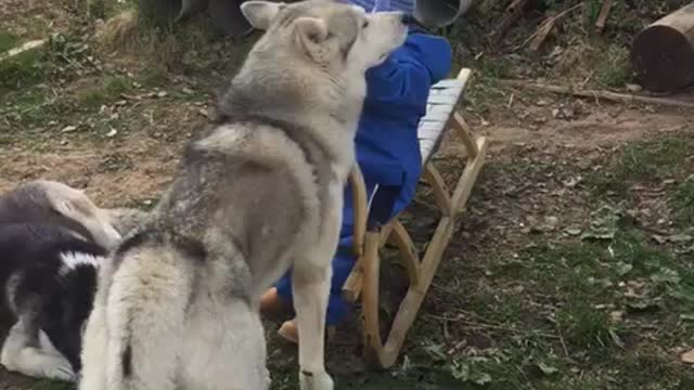 Huskies and children are best friends