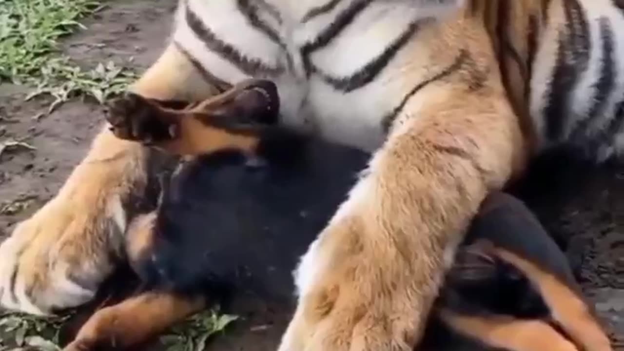 Dog And Tiger Friendly Action #shorts #shortvideo #video #virals #videoviral