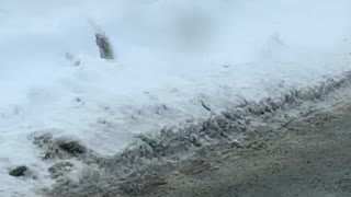 Mama Lynx and Babies Take a Stroll