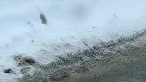 Mama Lynx and Babies Take a Stroll