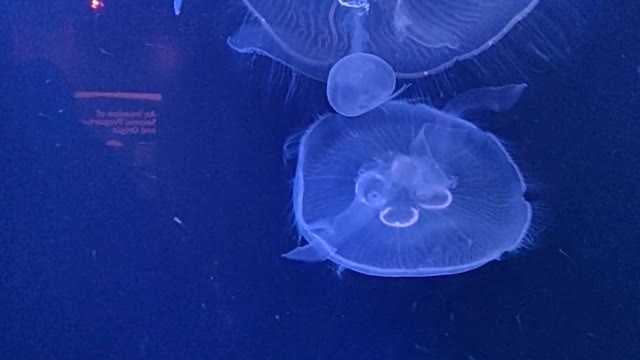 Beautiful jellyfish