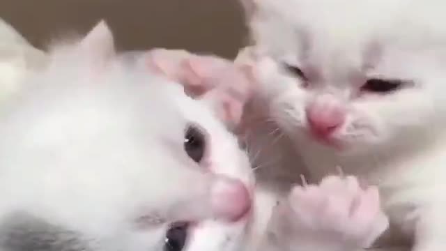 Melting Siblings