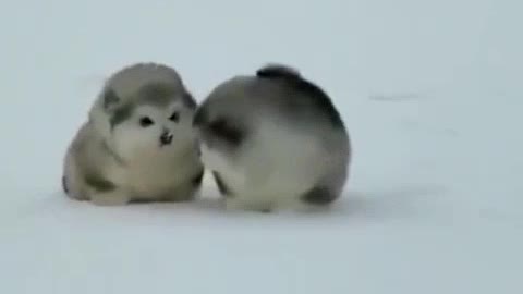 [Alaska] pigs marching in the snow