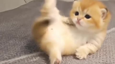 Funny animal videos | Cute animal videos | Funny dog&cat videos | Hilarious pet videos #20