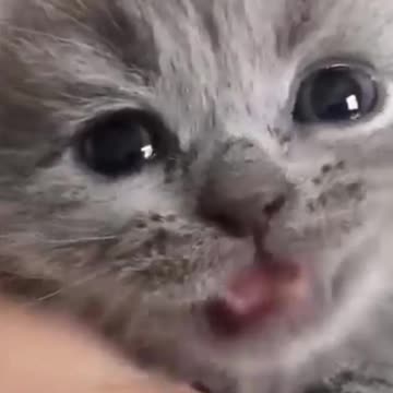 Kittens & Pups Cutest 2021 Try not to Laugh -1