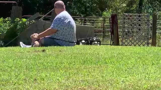 Chihuahua doesn’t want to leave after visiting groomer’s house