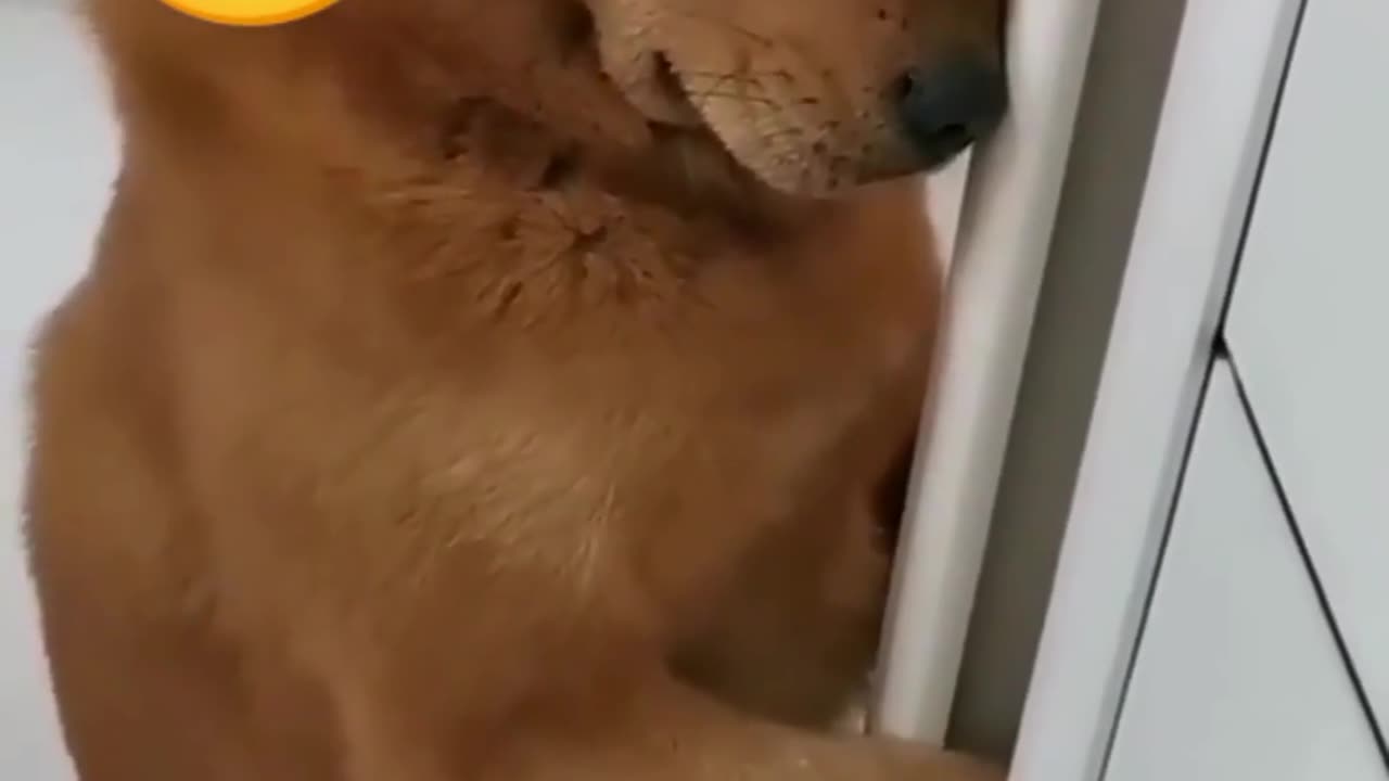 Funny dog