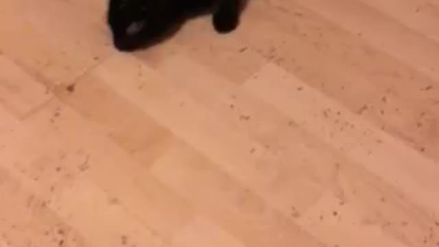 Kitty loves catnip!