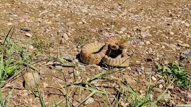 Home of Wyatt the buffalo where rattle snakes play