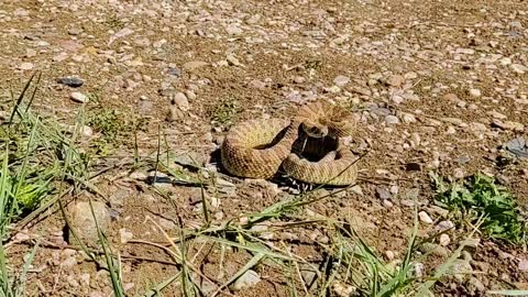 Home of Wyatt the buffalo where rattle snakes play