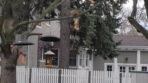 Cotton pickin' Squirrels!