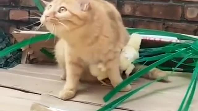 A cat protects chickens from a potential threat